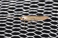 Coleophora albicosta