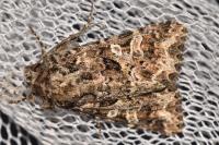 Hadena bicruris