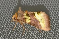 Diachrysia chrysitis