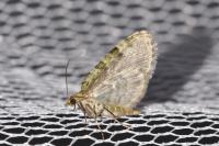 Chloroclystis v-ata