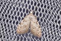 Nola confusalis