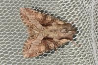 Lacanobia w-latinum