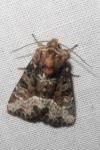 Oligia strigilis