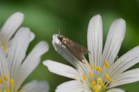 Coleophora lutarea