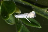 Phyllonorycter harrisella
