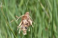 Canephora hirsuta