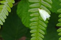 Tortrix viridana