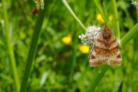 Euclidia glyphica