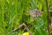 Ematurga atomaria