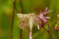 Autographa gamma