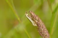 Crambus pascuella