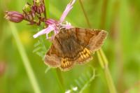 Euclidia glyphica