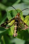 Chamaesphecia tenthrediniformis