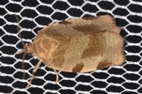 Choristoneura hebenstreitella