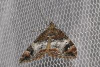 Dysstroma truncata