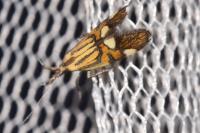 Alabonia geoffrella