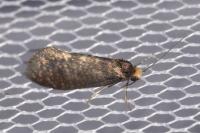 Taleporia tubulosa