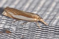 Crambus pascuella