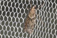 Eudonia angustea