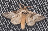 Drymonia dodonaea