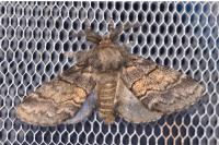 Gluphisia crenata