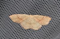 Cyclophora punctaria