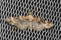 Eupithecia pulchellata