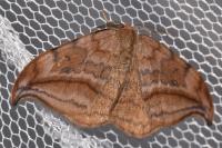 Drepana curvatula