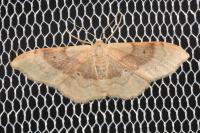 Idaea degeneraria