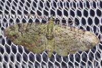 Pasiphila rectangulata