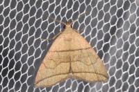 Herminia grisealis