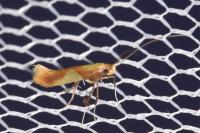 Caloptilia robustella