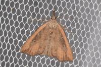 Hypena rostralis