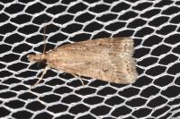 Eudonia pallida