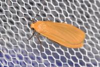 Wittia sororcula