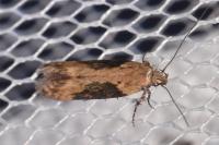 Scrobipalpa costella