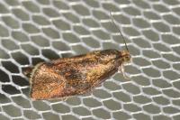 Ptycholoma lecheana