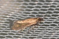 Glyphipterix fuscoviridella
