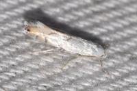 Phyllonorycter harrisella