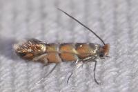 Phyllonorycter klemannella