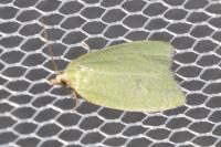 Tortrix viridana