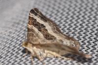Epirrhoe alternata