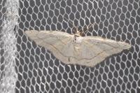Stegania trimaculata