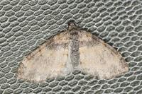 Lobophora halterata