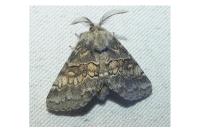 Gluphisia crenata