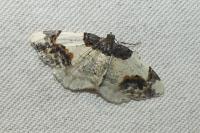 Ligdia adustata