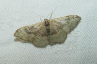 Idaea degeneraria