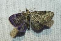Pasiphila rectangulata