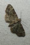 Pasiphila rectangulata