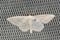 Scopula floslactata